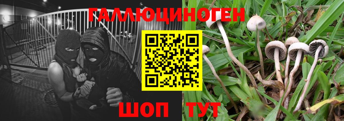 Псилоцибиновые грибы Cubensis  Вход с VPN  Карабулак 